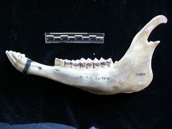 Media type: image;   Mammalogy 25354